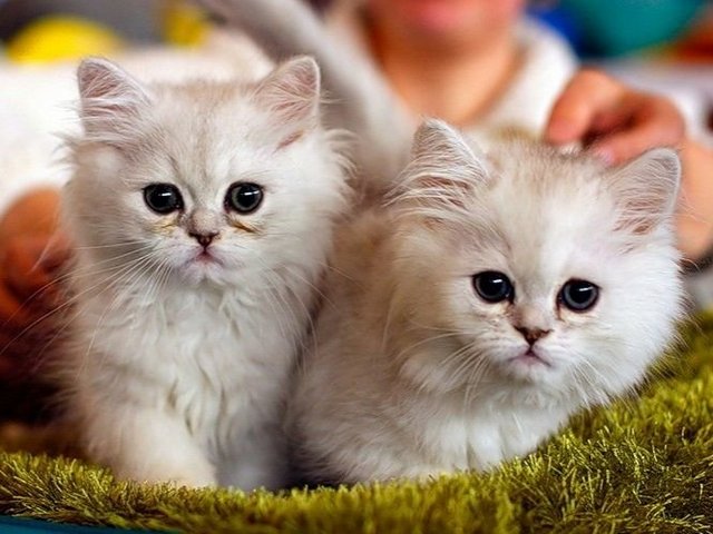 Породы кошек в Нязепетровске | ЗооТом портал о животных