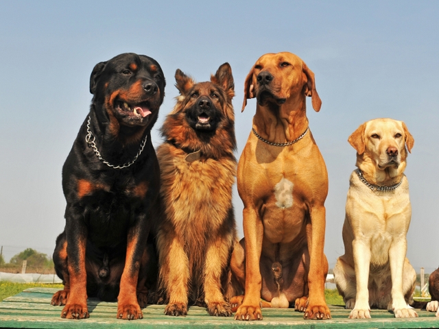 Крупные породы собак в Нязепетровске | ЗооТом портал о животных